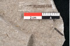 Foto (Detailansicht) von Puccinites zosterae Ettingshausen (NHMW-GEO-2024-0188-6625)